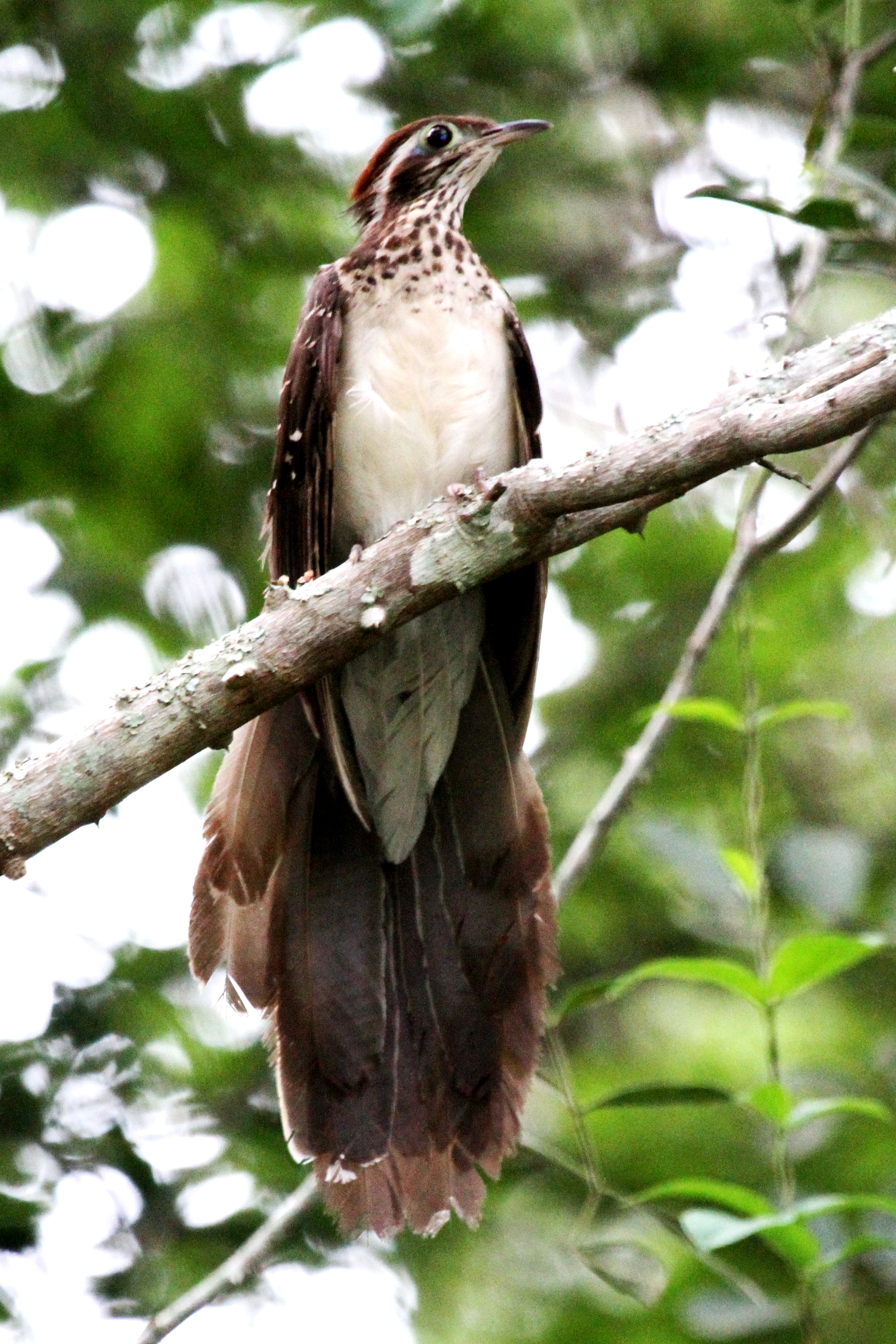 Pheasant cuckoo