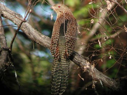 Pretty Pheasant cuckoo