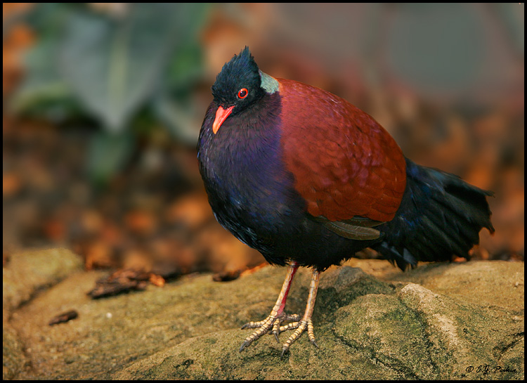 Pheasant pigeon