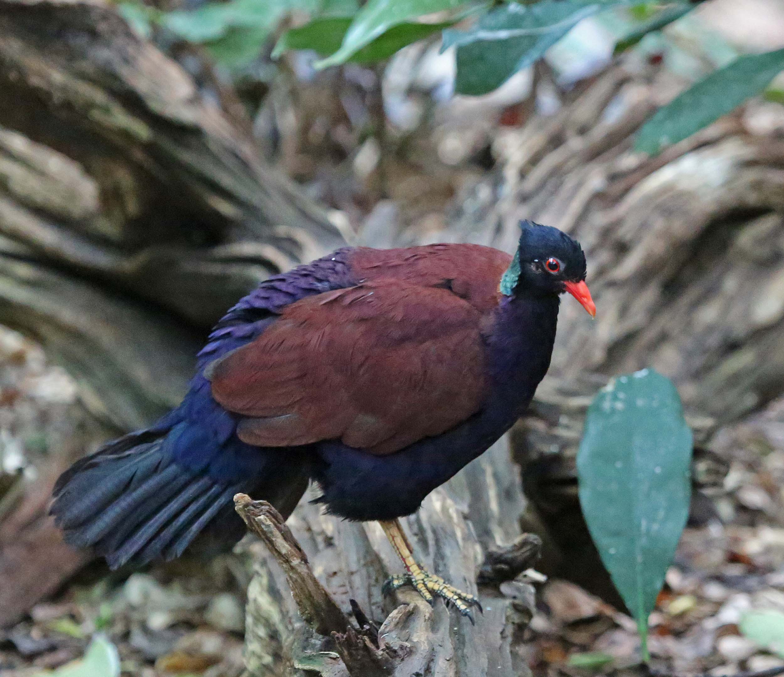 Pretty Pheasant pigeon