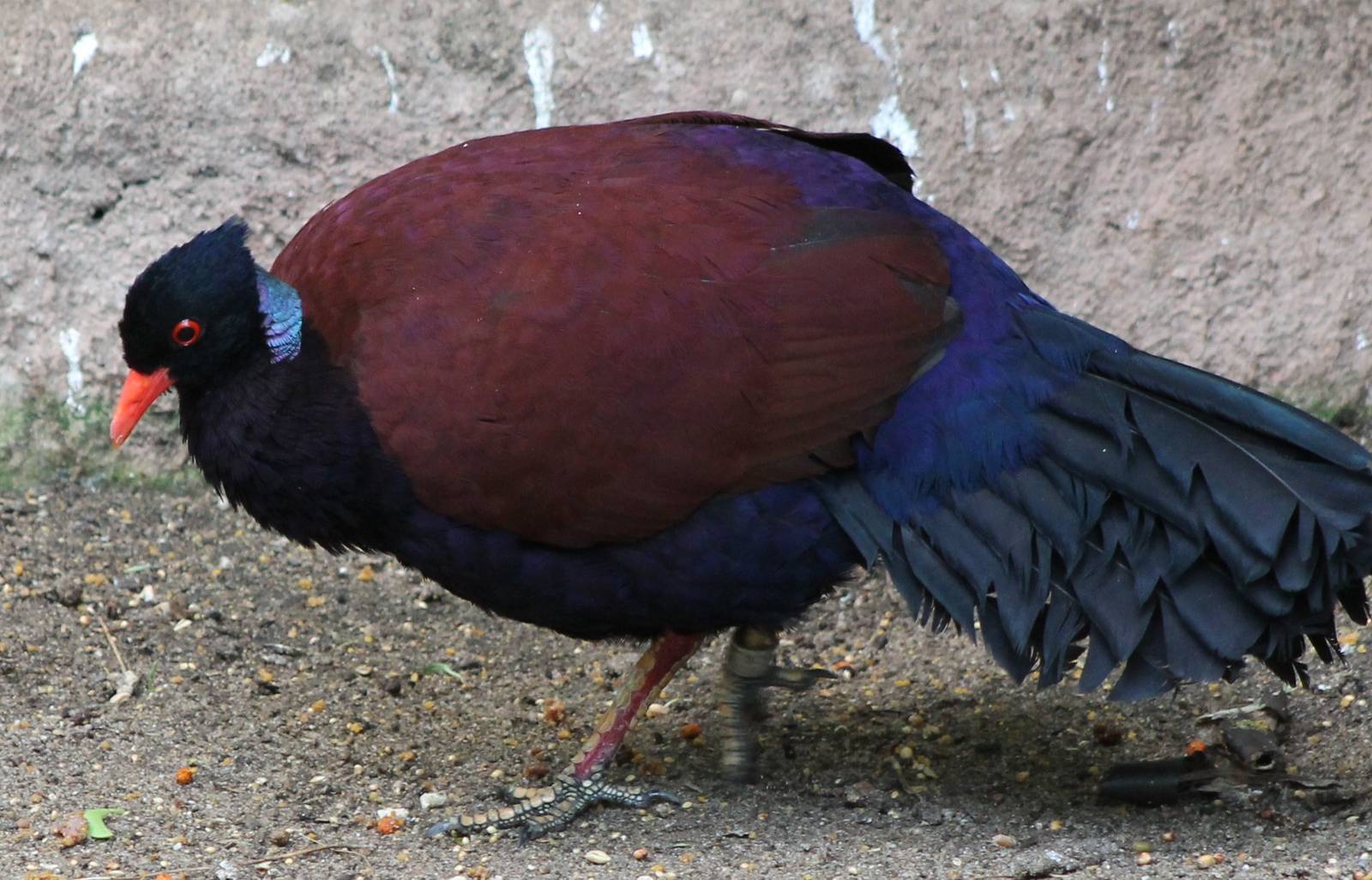 Pretty Pheasant pigeon