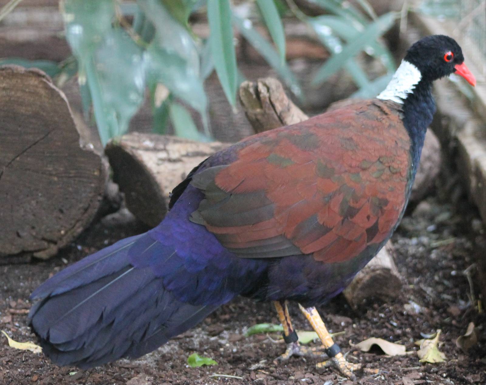 Pretty Pheasant pigeon