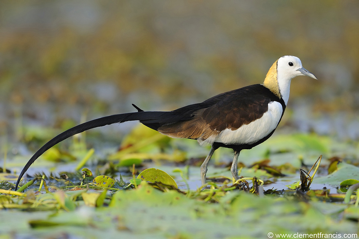 Pheasant-tailed jacana
