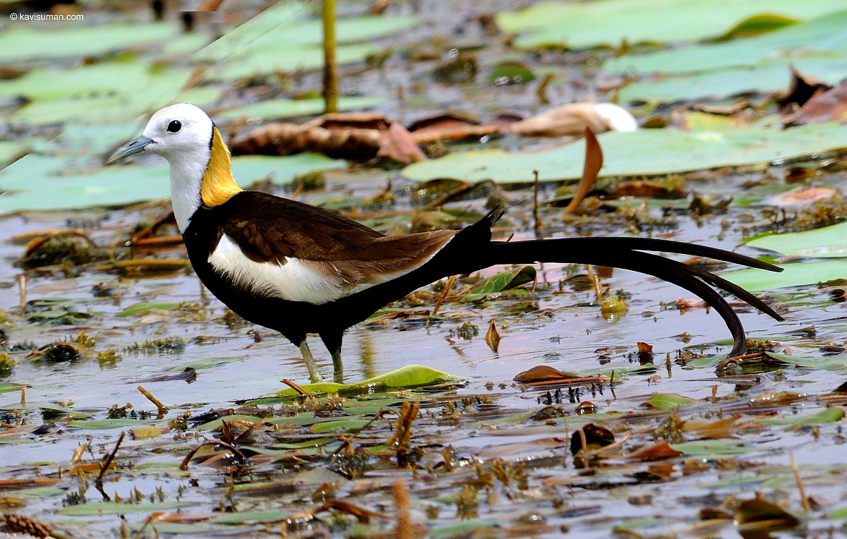 Pretty Pheasant-tailed jacana