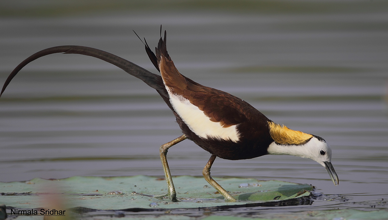 Pretty Pheasant-tailed jacana