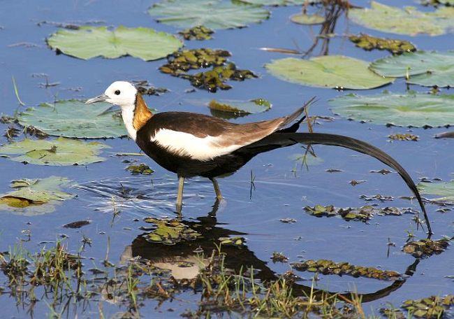 Pretty Pheasant-tailed jacana