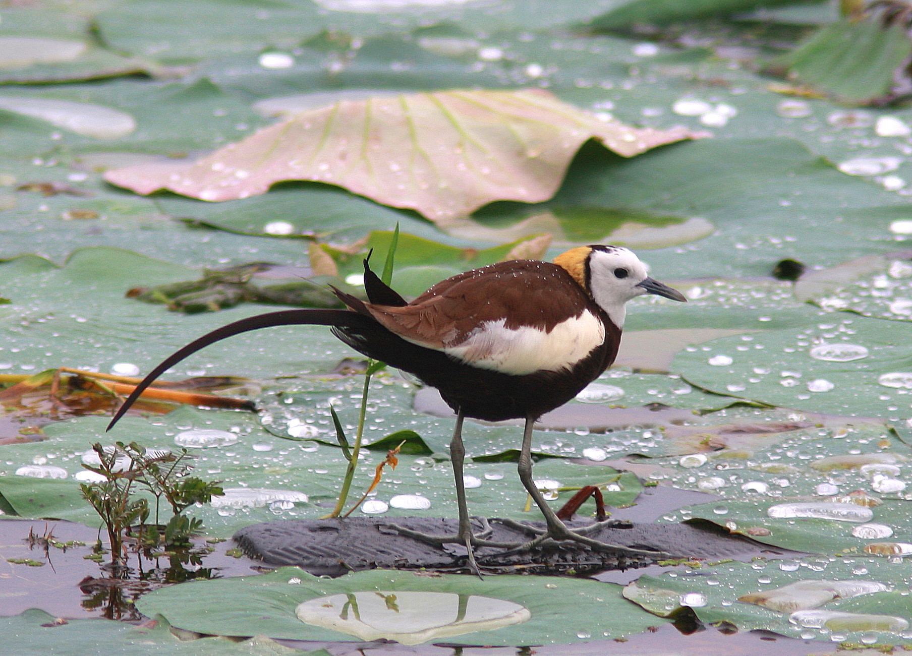 Pretty Pheasant-tailed jacana
