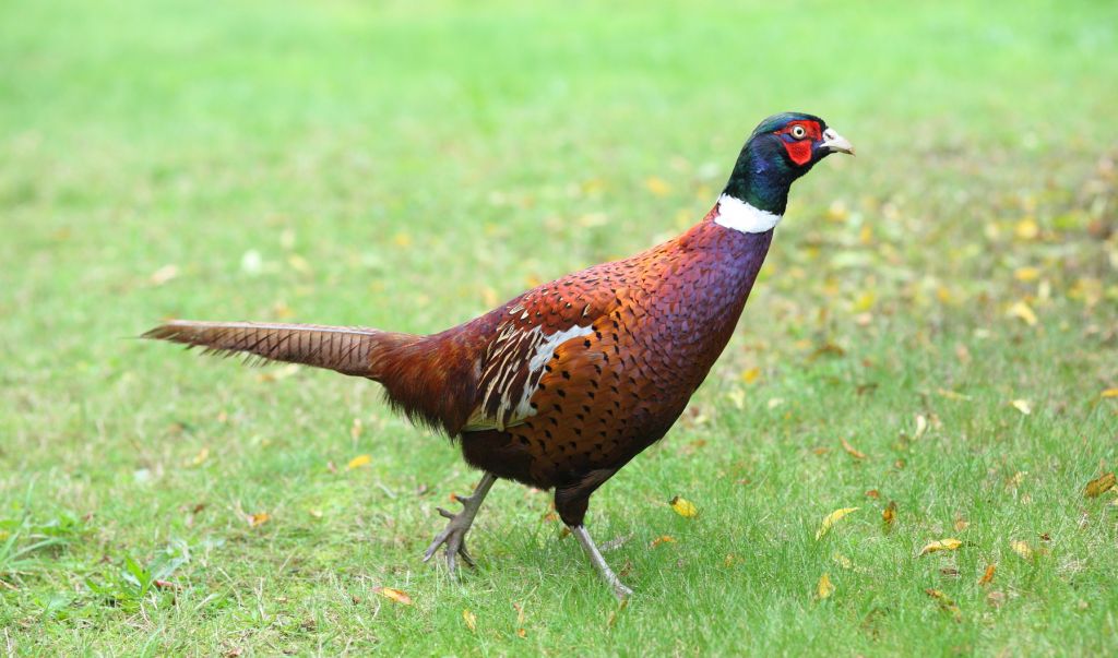 Pheasant