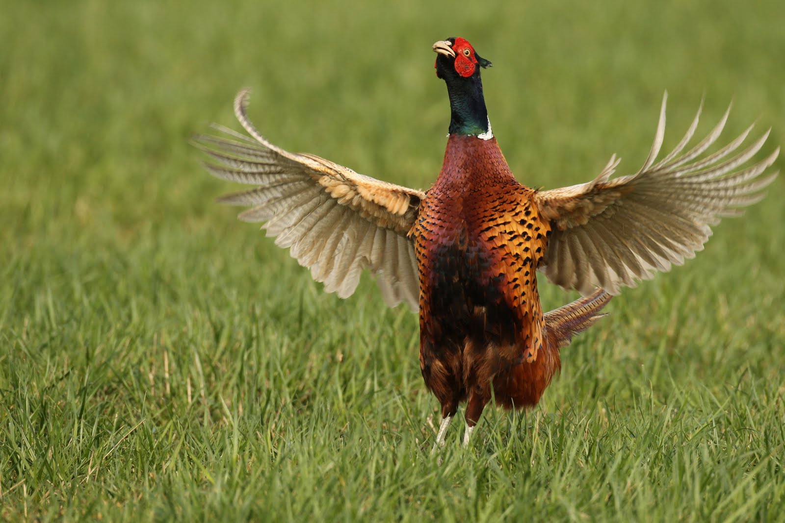 Nice Pheasant