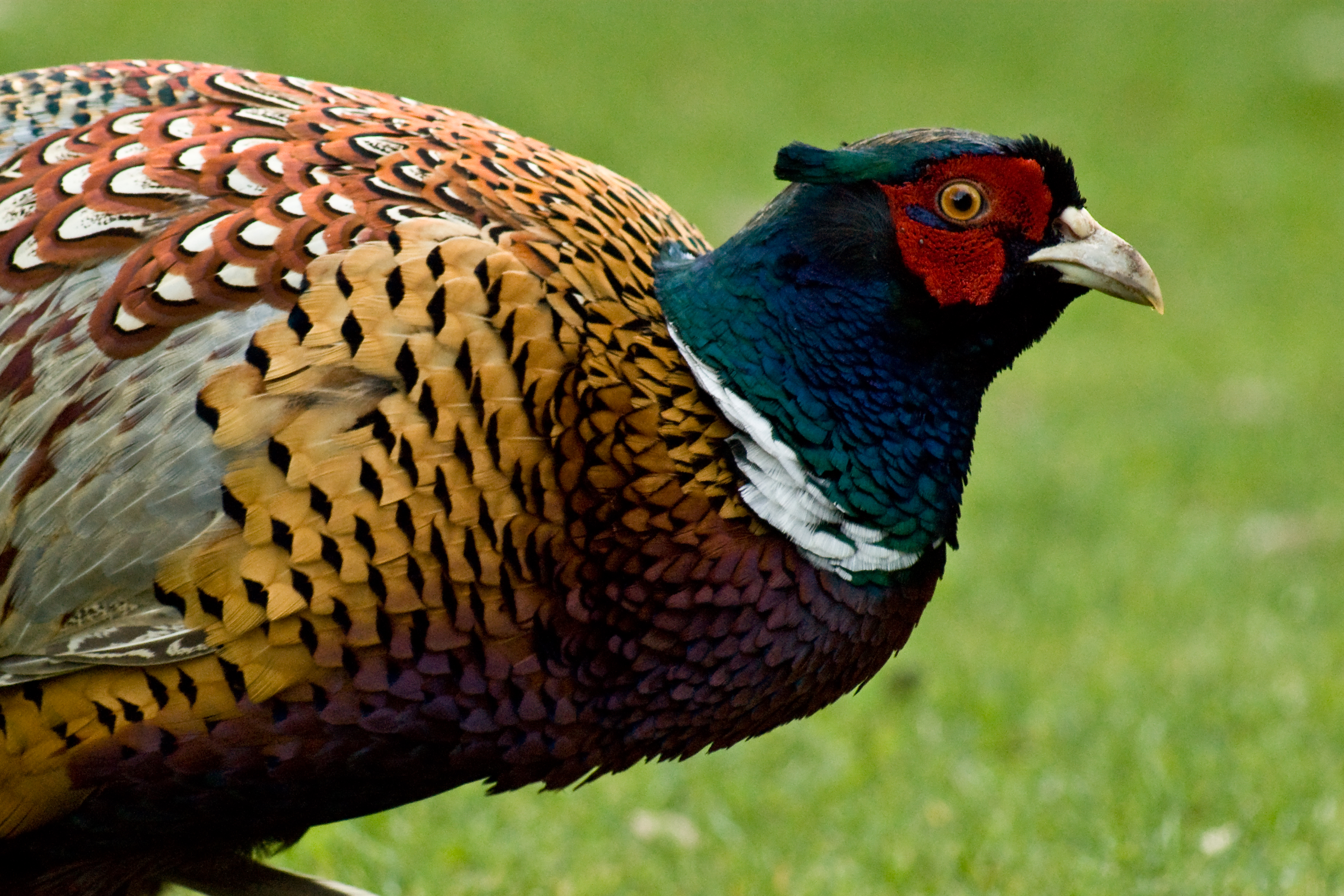 Cool Pheasant