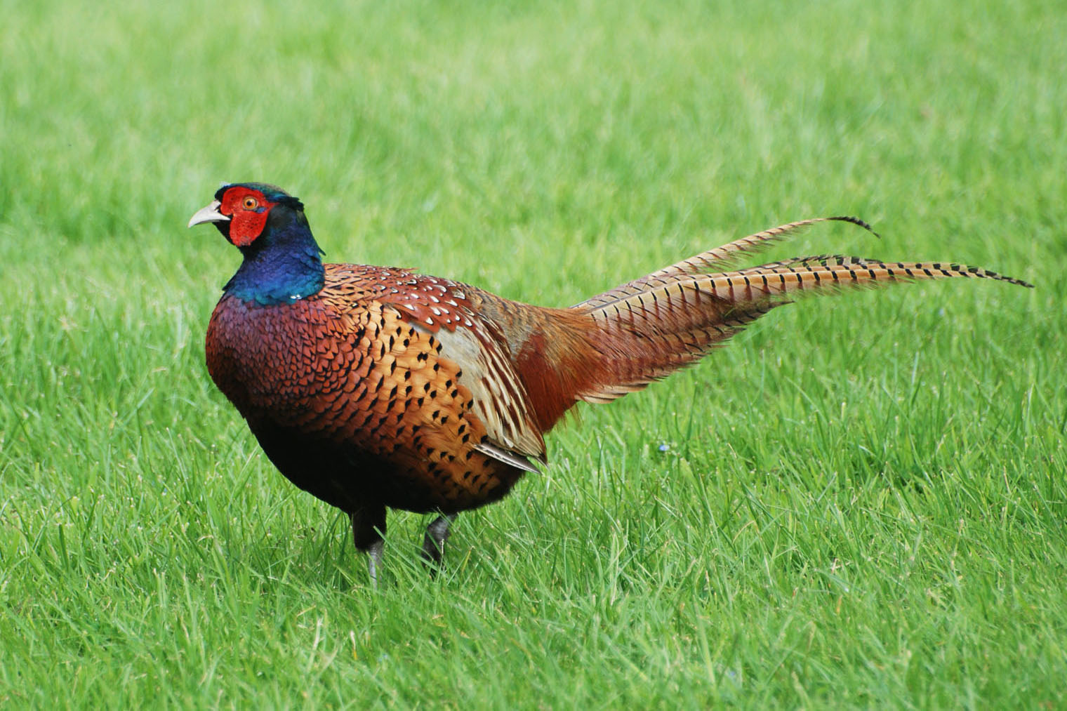 Cute Pheasant