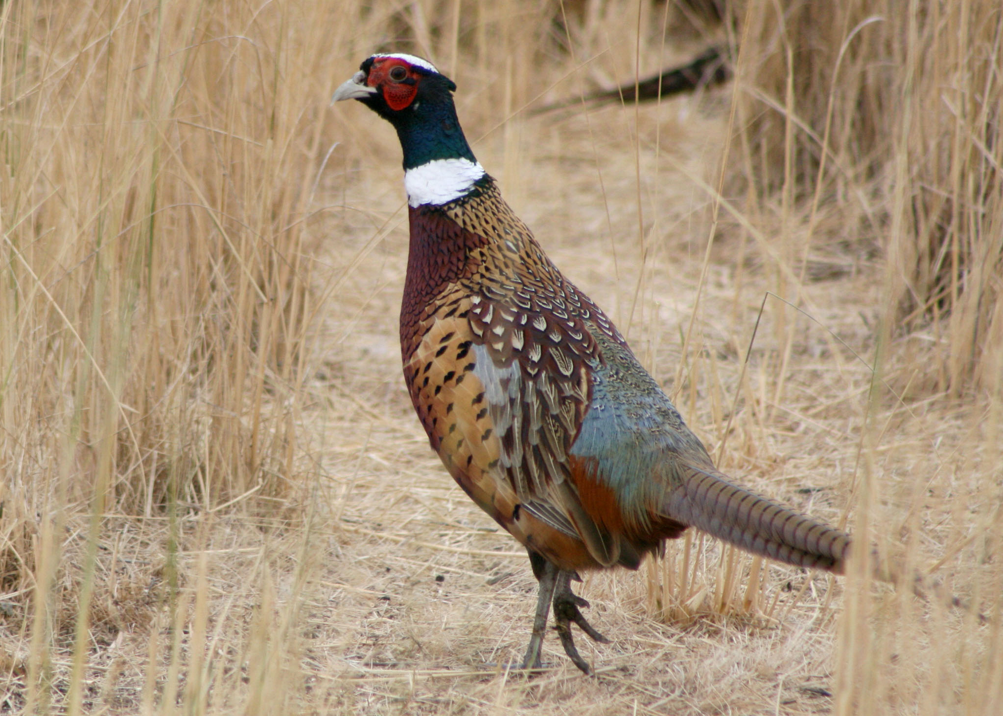 Wallpaper Pheasant
