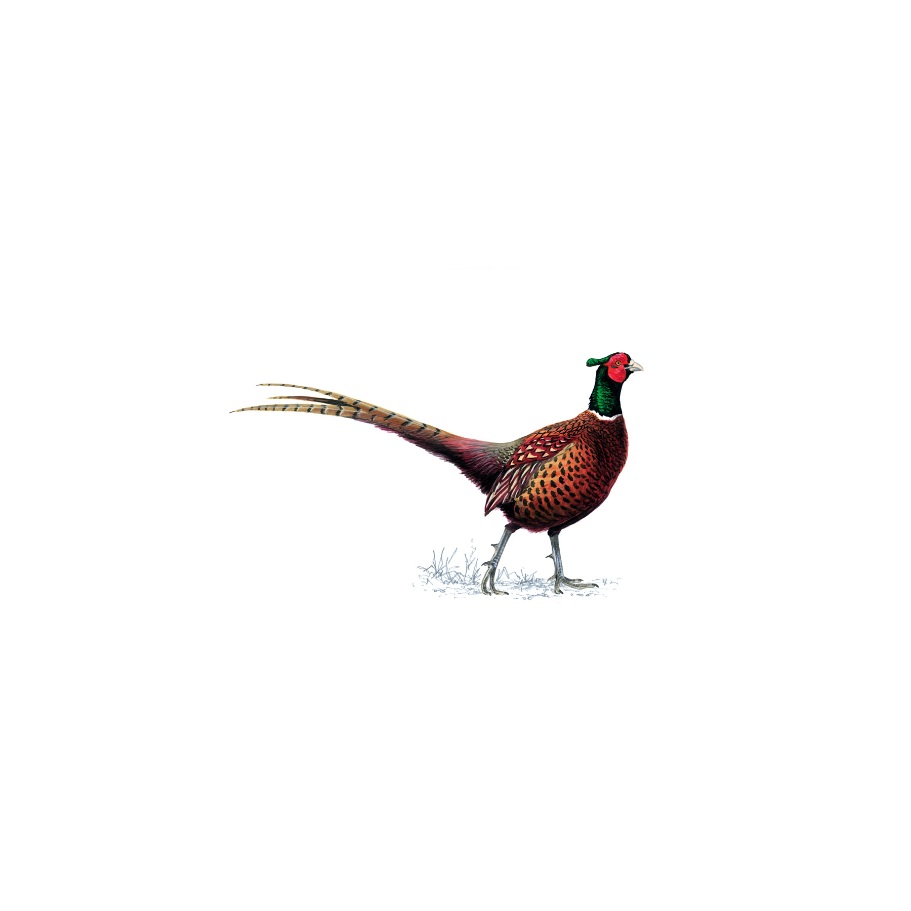 Pheasant wallpaper