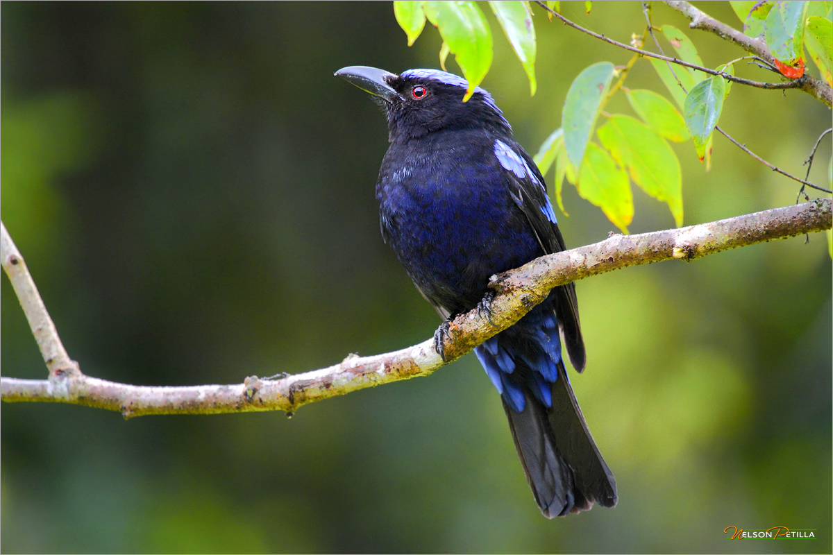 Pretty Philippine fairy bluebird