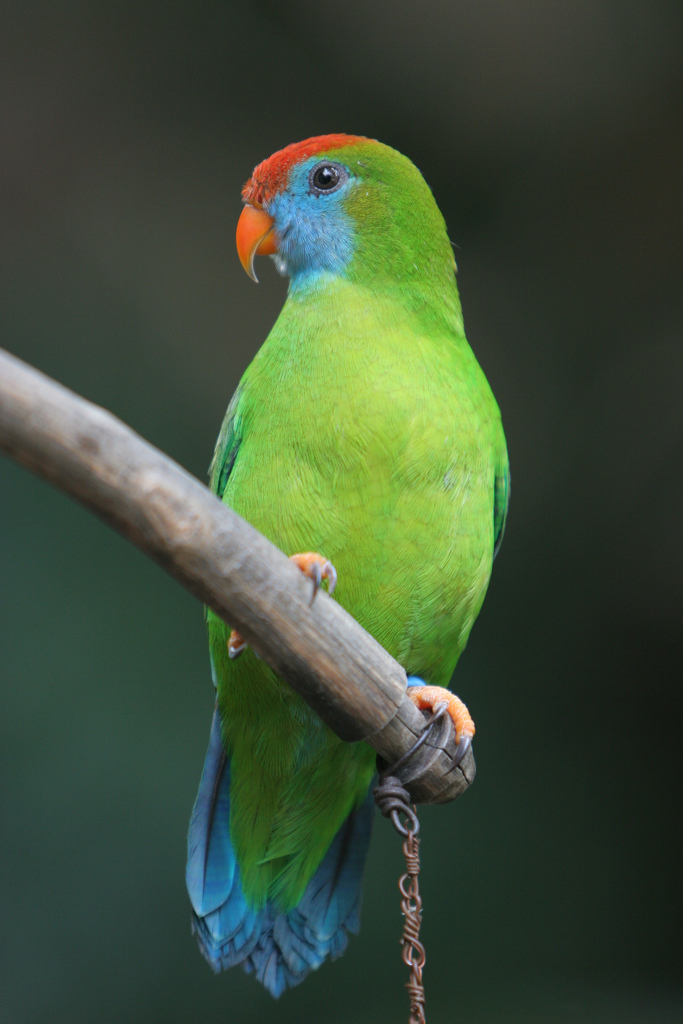 Philippine hanging parrot