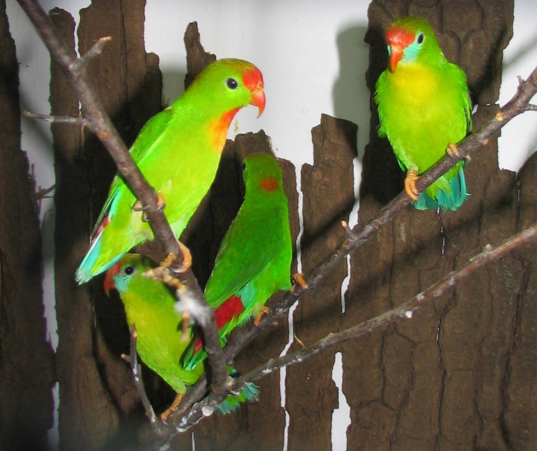 Pretty Philippine hanging parrot