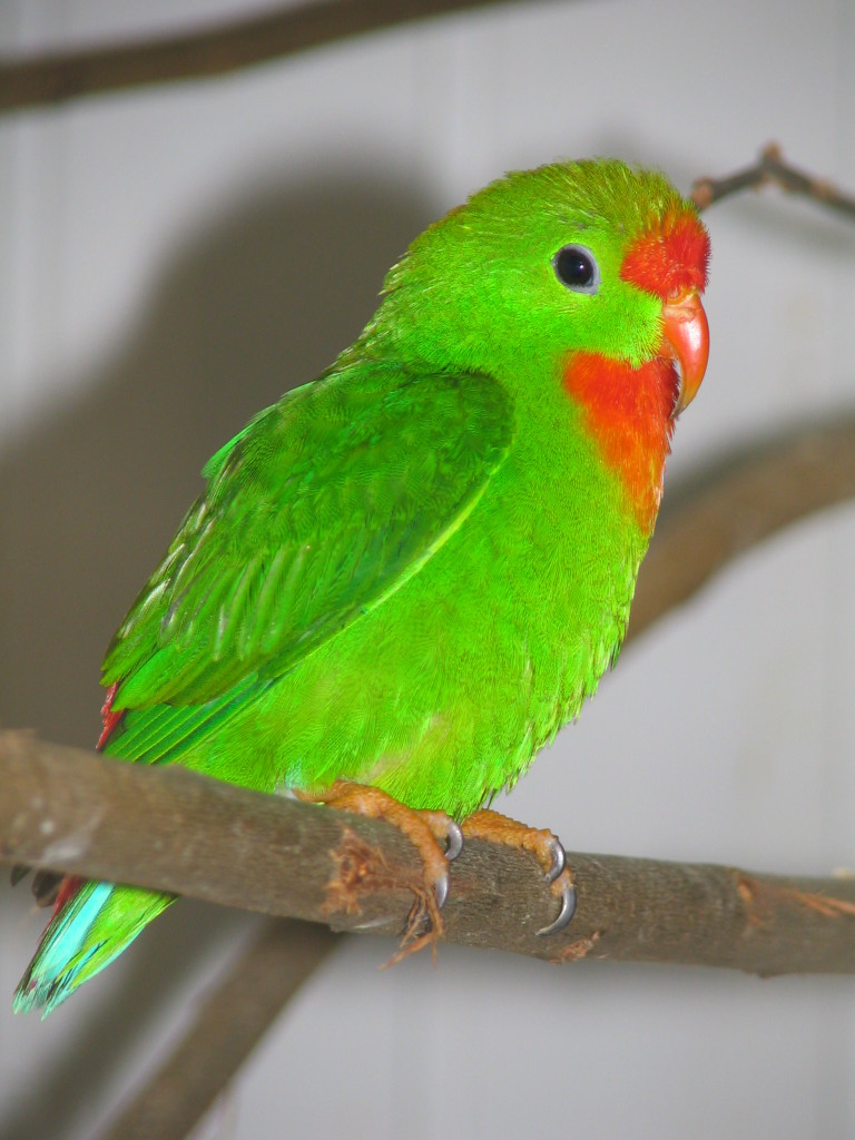 Pretty Philippine hanging parrot
