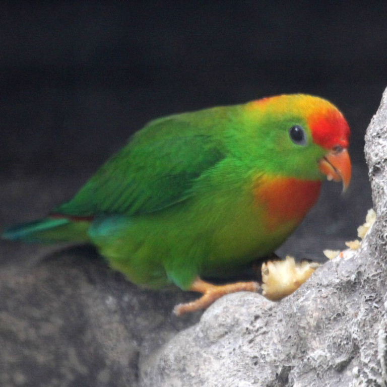 Pretty Philippine hanging parrot