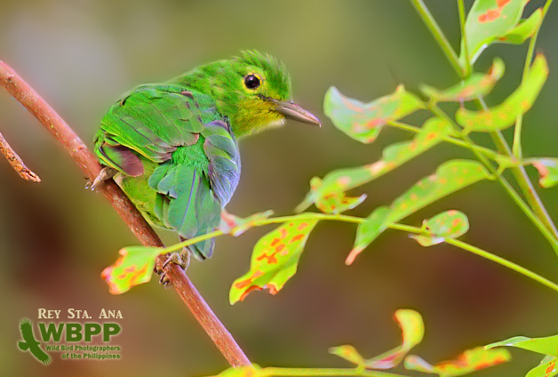 Pretty Philippine leafbird