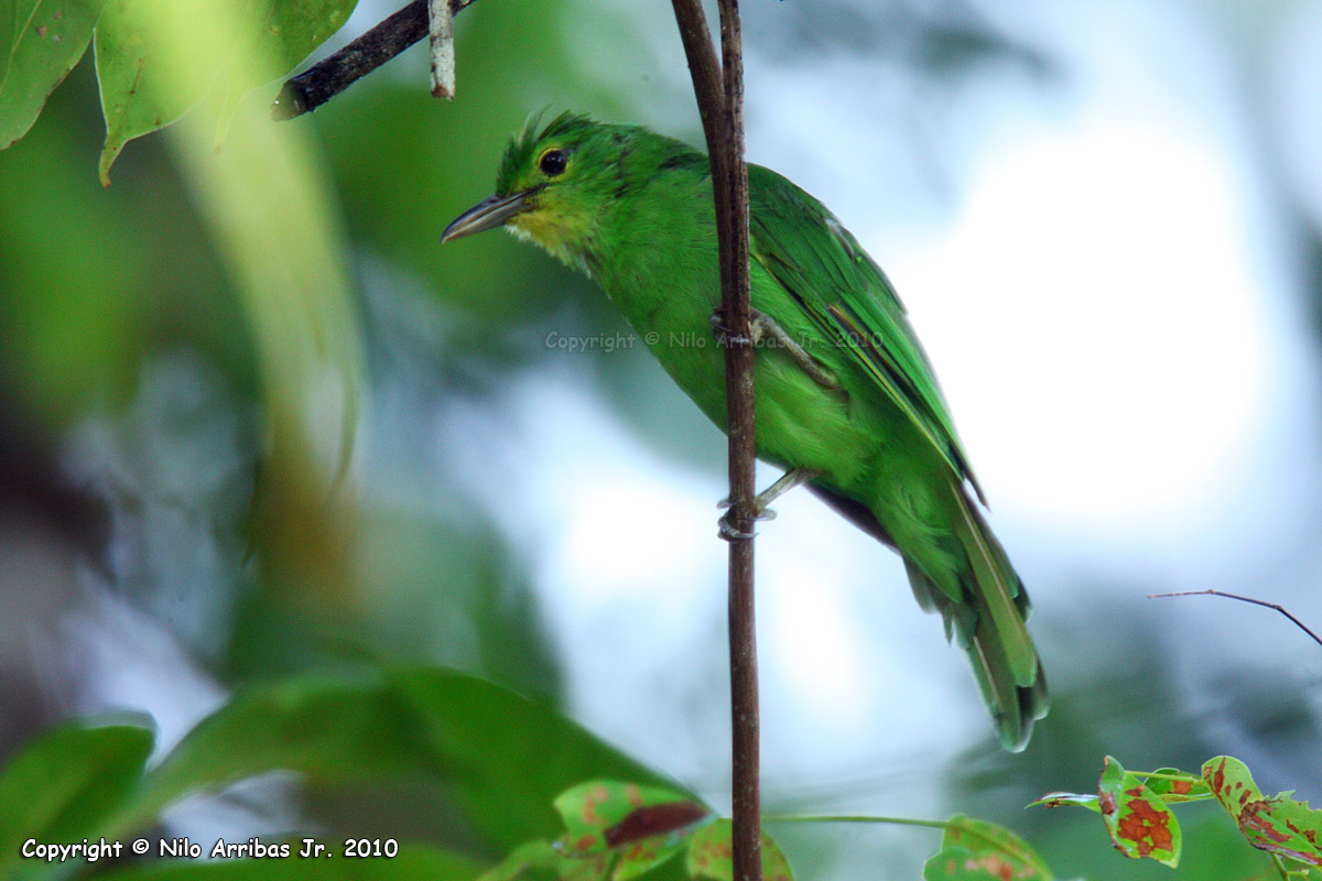 Pretty Philippine leafbird