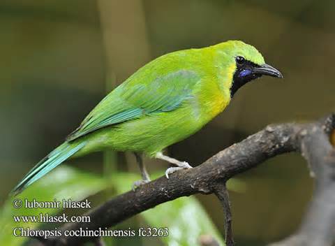 Pretty Philippine leafbird