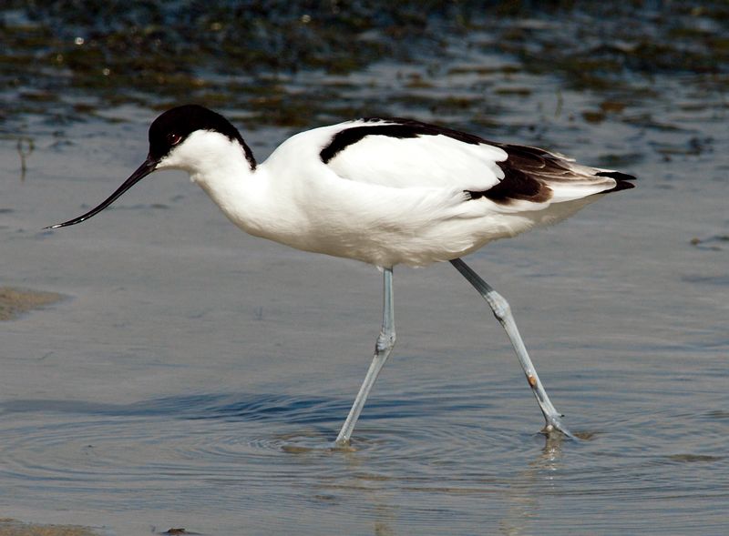 Pied avocet
