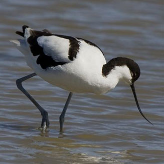 Pretty Pied avocet