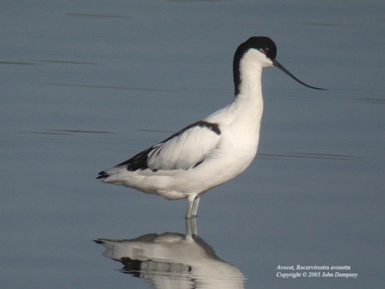 Pretty Pied avocet