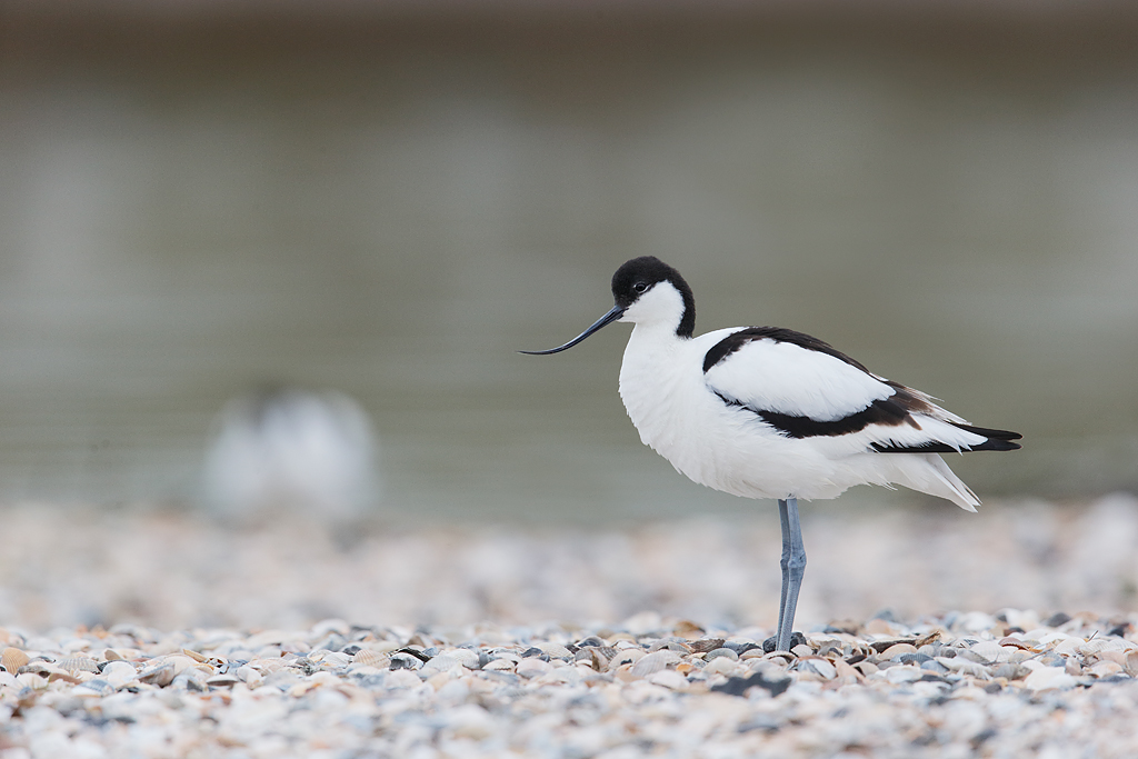 Pretty Pied avocet