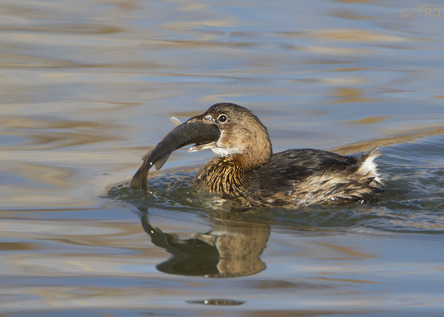 Pied-billed grebe