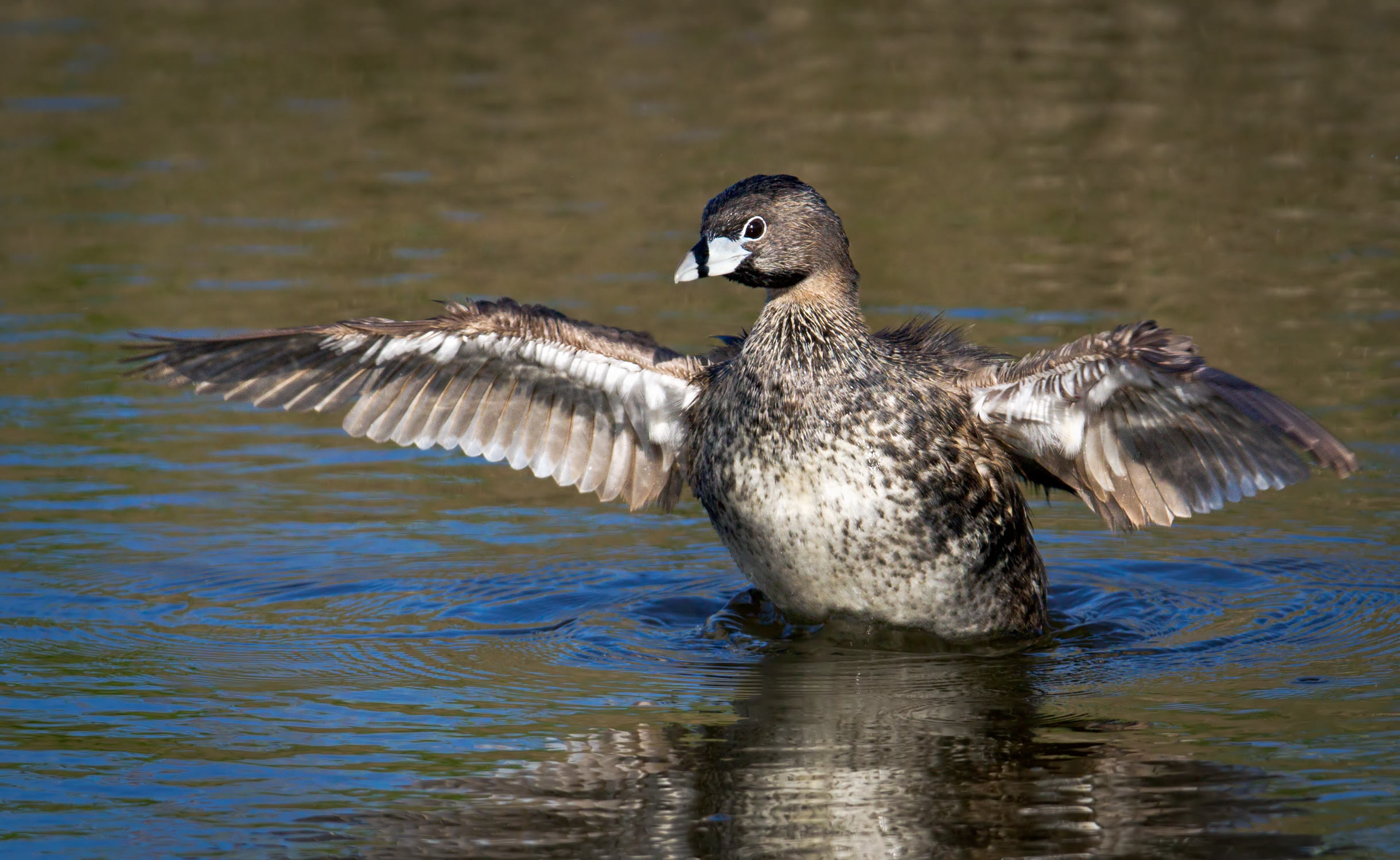 Pretty Pied-billed grebe