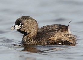 Pretty Pied-billed grebe