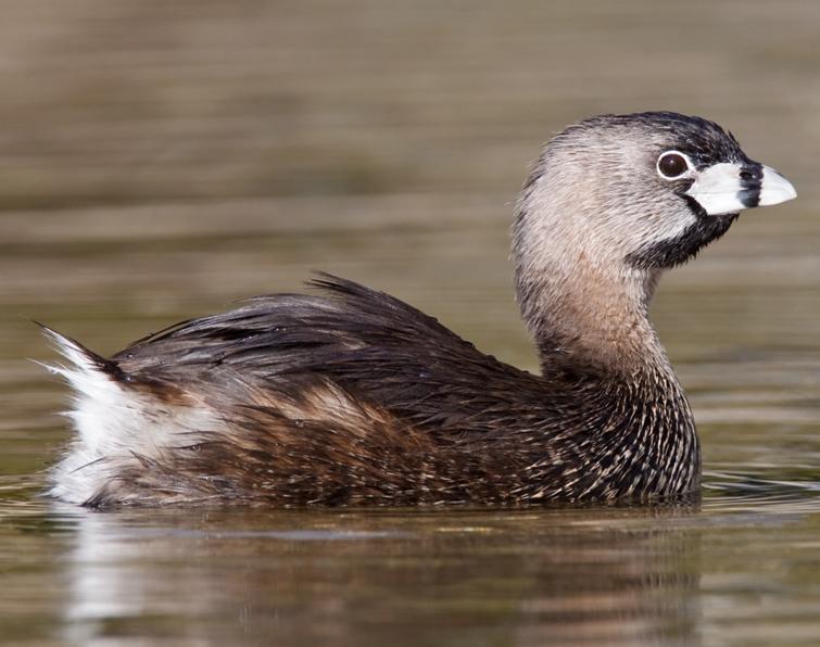 Pretty Pied-billed grebe