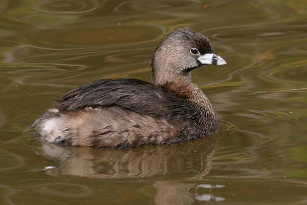 Pretty Pied-billed grebe