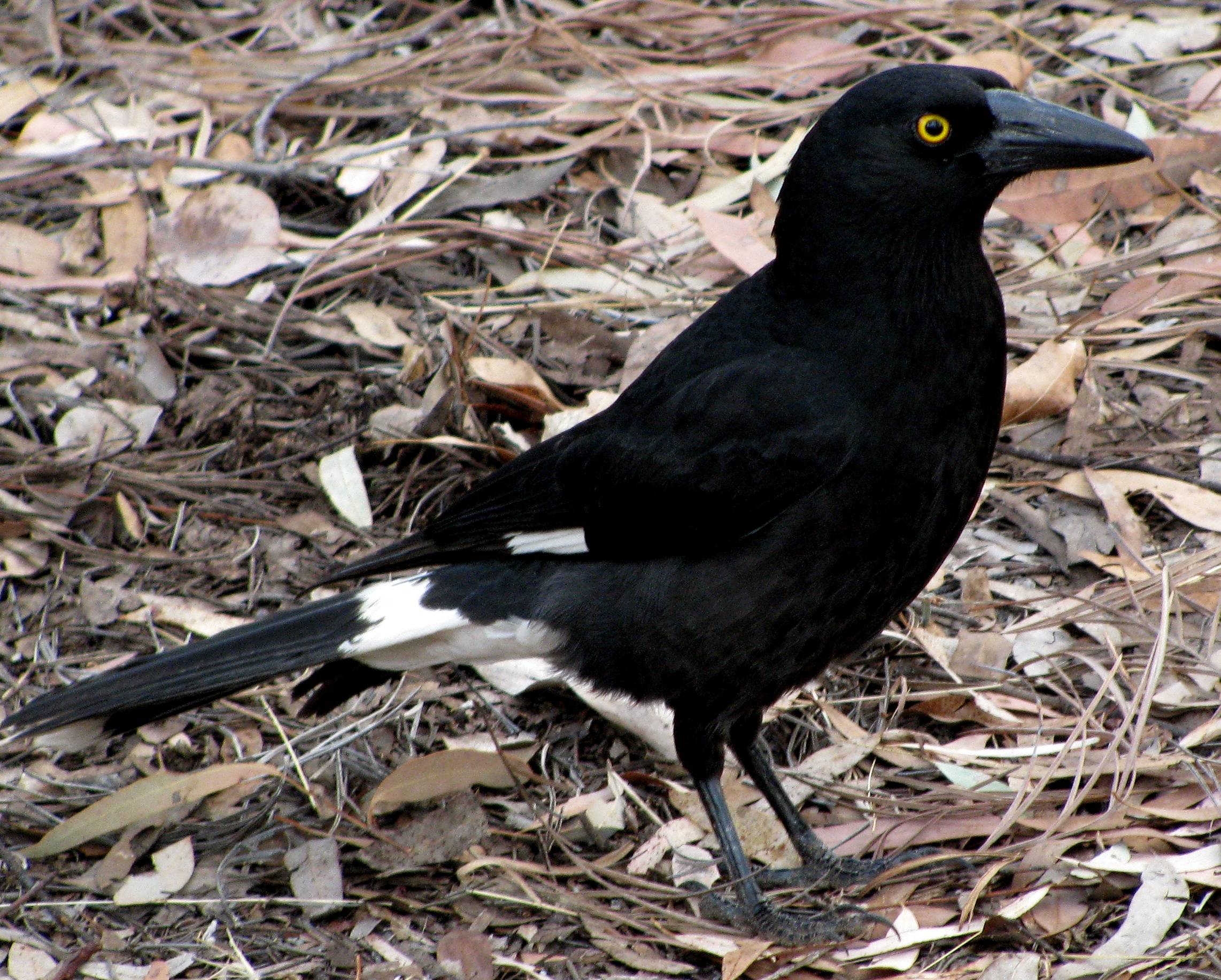 Pied currawong