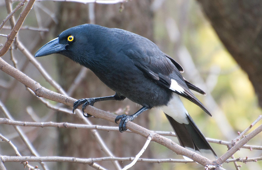 Pretty Pied currawong