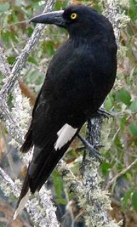 Pretty Pied currawong