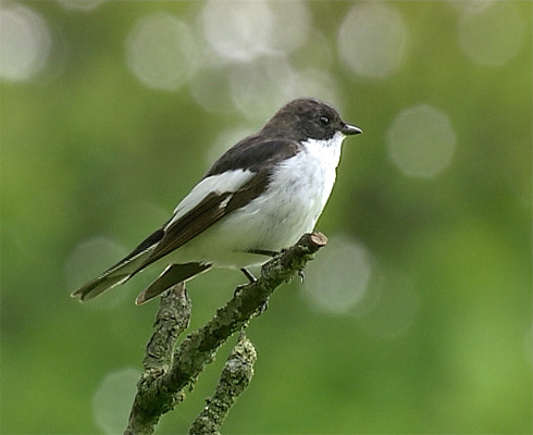 Pied flycatcher