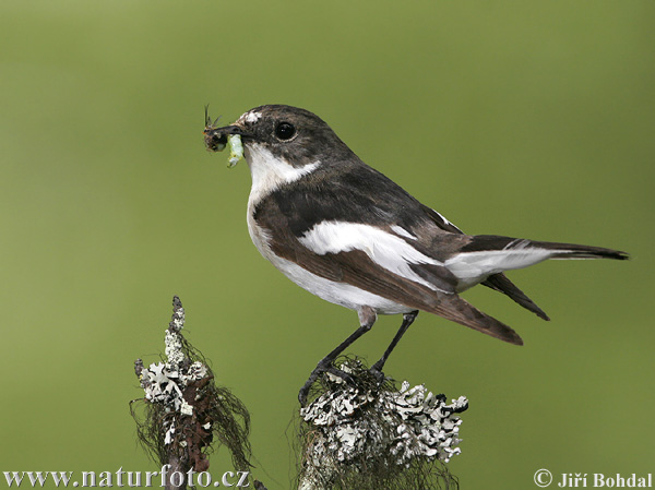 Pretty Pied flycatcher