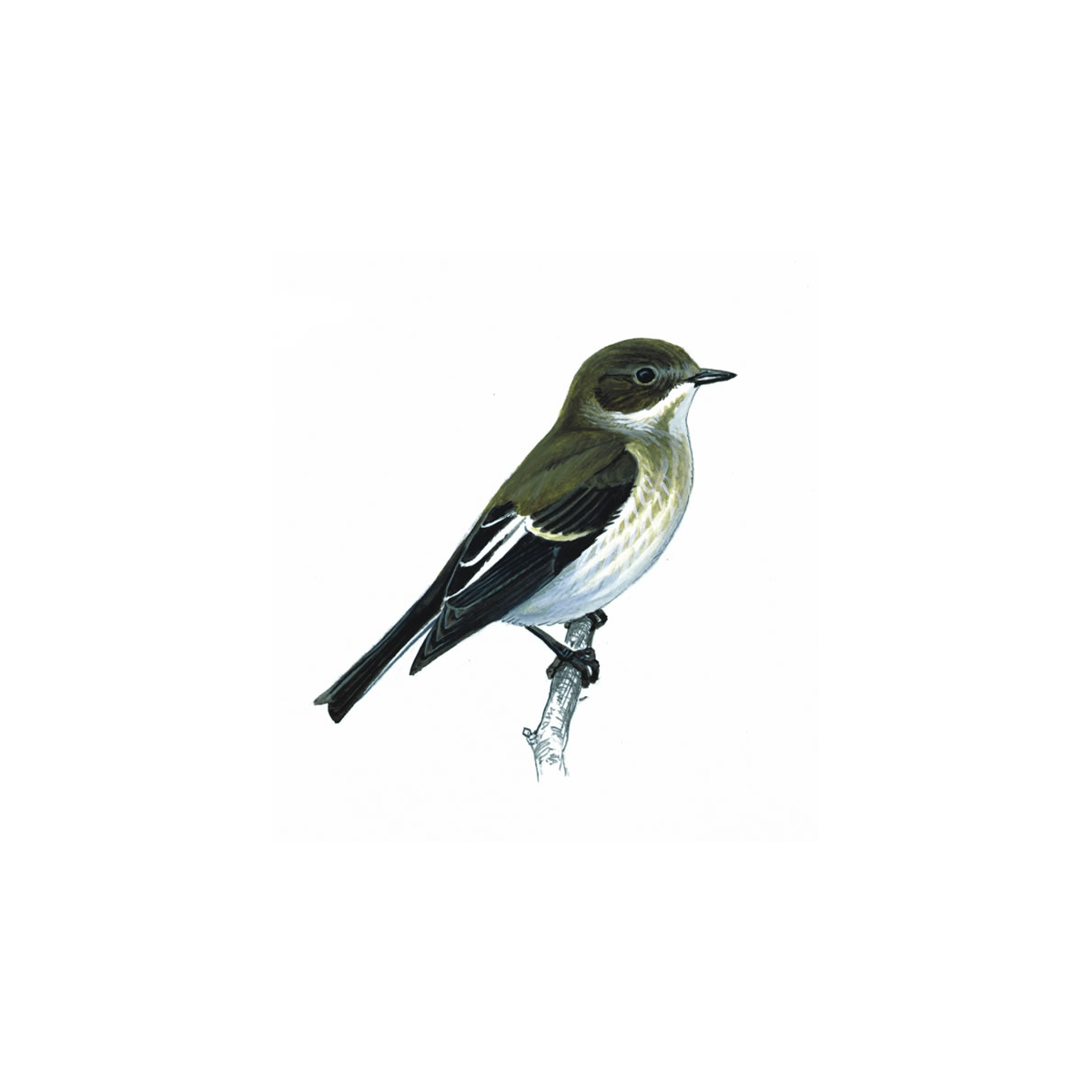 Pretty Pied flycatcher