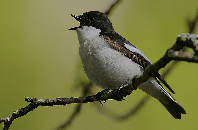 Pretty Pied flycatcher