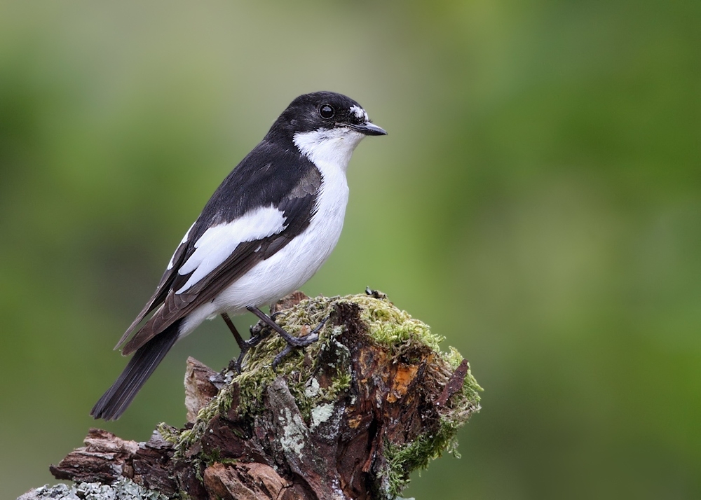 Pretty Pied flycatcher