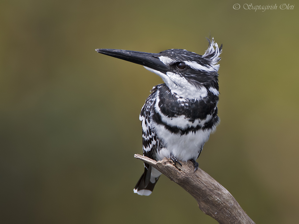 Pied kingfisher