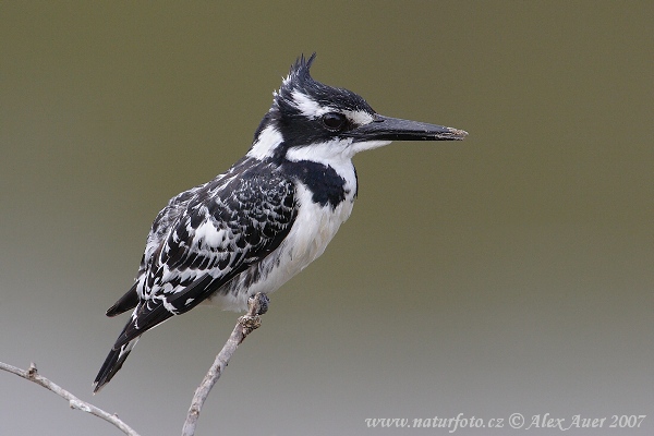 Pretty Pied kingfisher