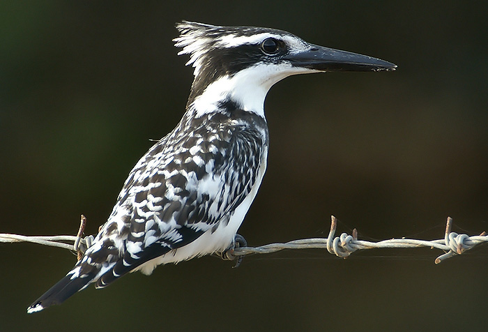 Pretty Pied kingfisher
