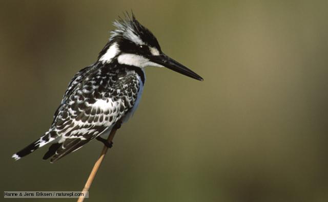 Pretty Pied kingfisher