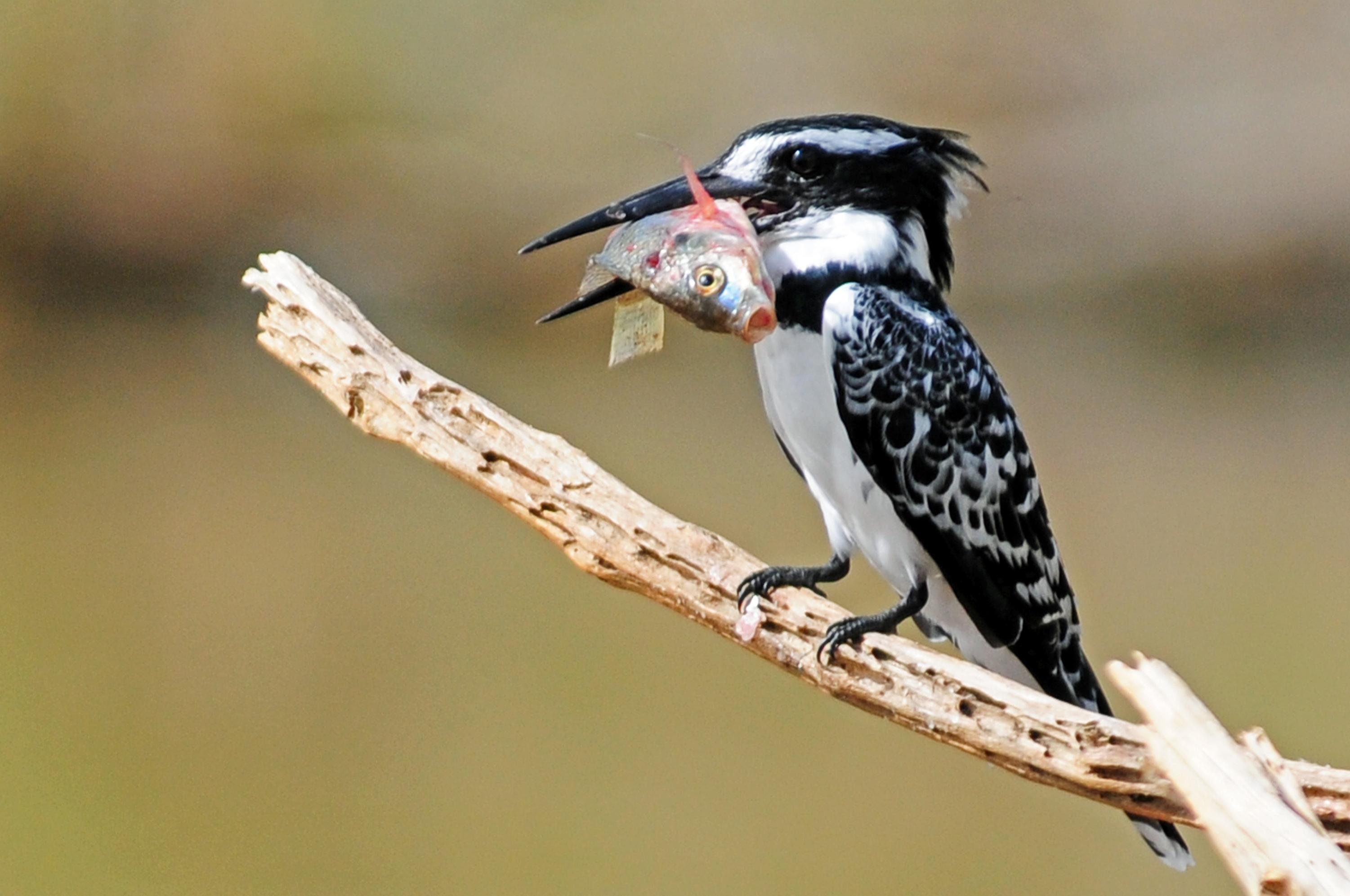 Pretty Pied kingfisher