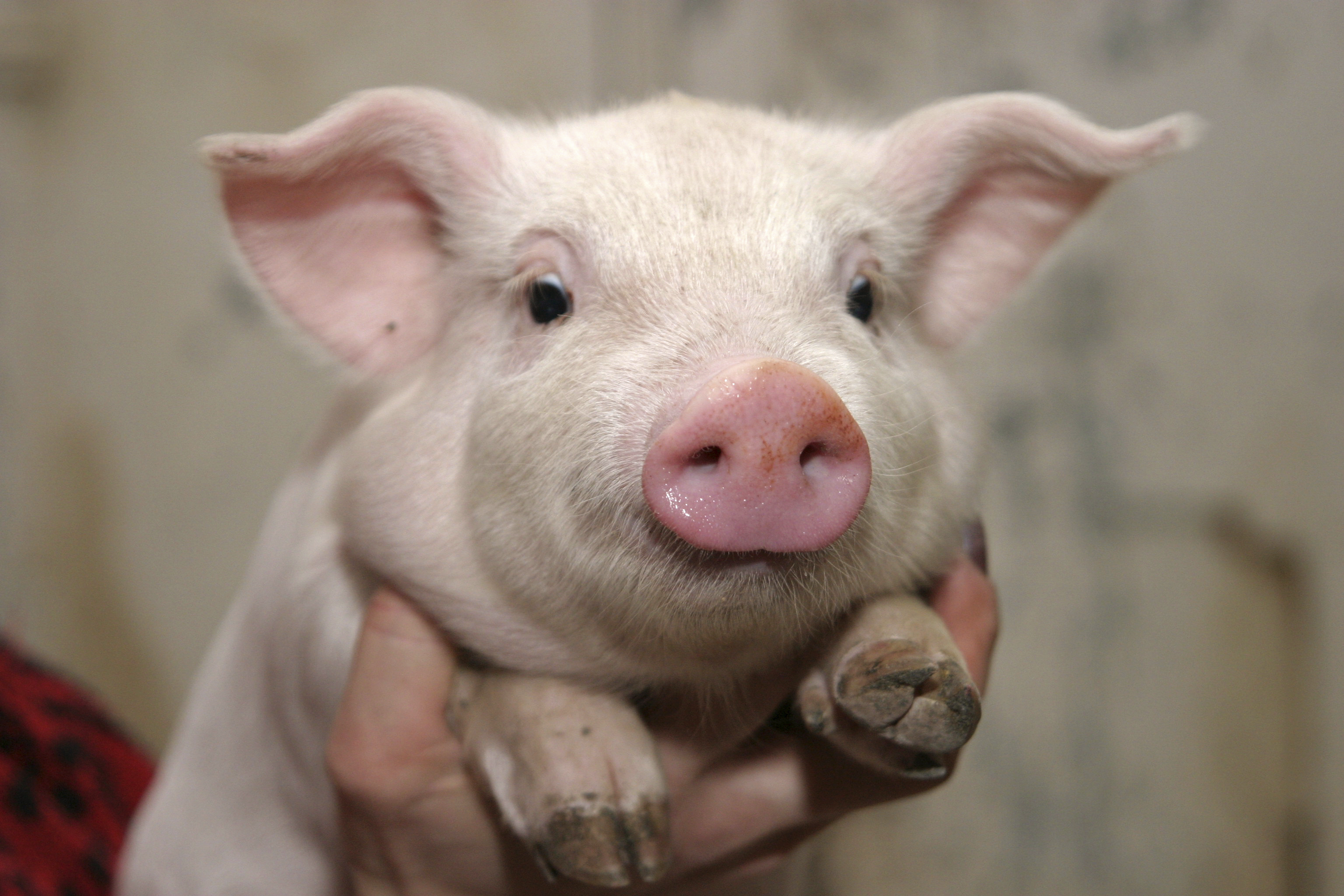 Nice Pigs and Hogs