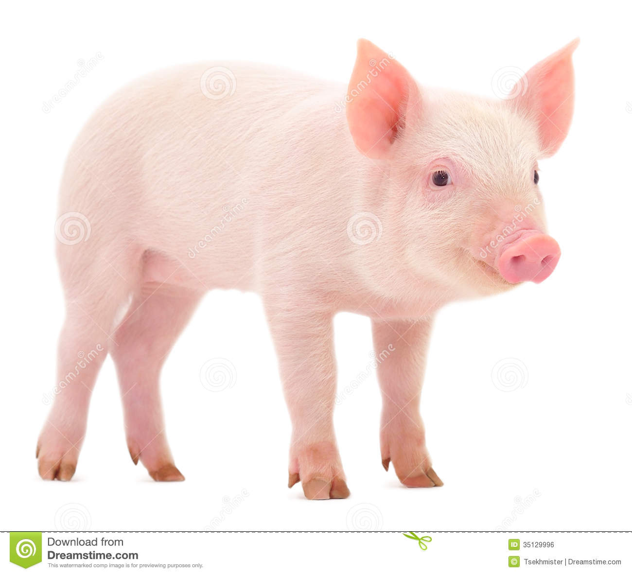 Pretty Pigs and Hogs