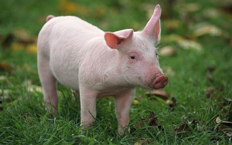 Photo Pigs and Hogs